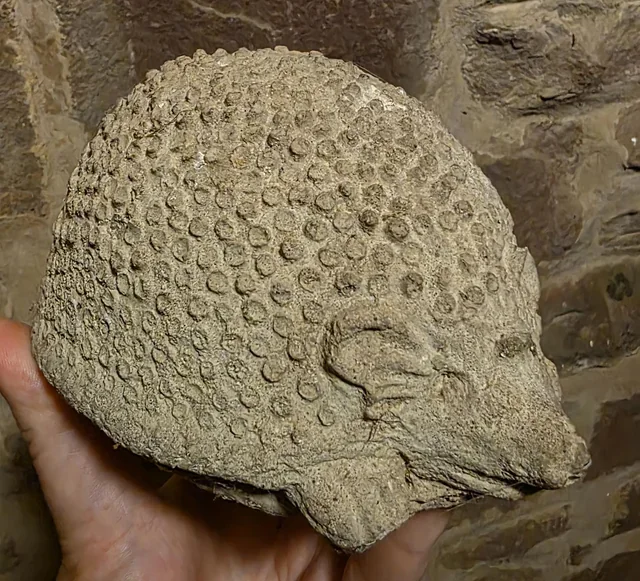 What is this thing - 263 - Series What is this thing, My, Translated by myself, Reddit, WhatIsThisThing, Video, Short videos, Vertical video, Youtube, Longpost