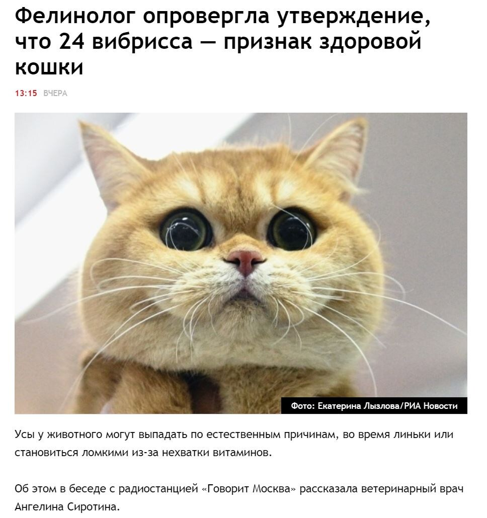 Is it true that a healthy cat should have exactly 24 whiskers? - Fake news, cat, Pets, Усы, Longpost