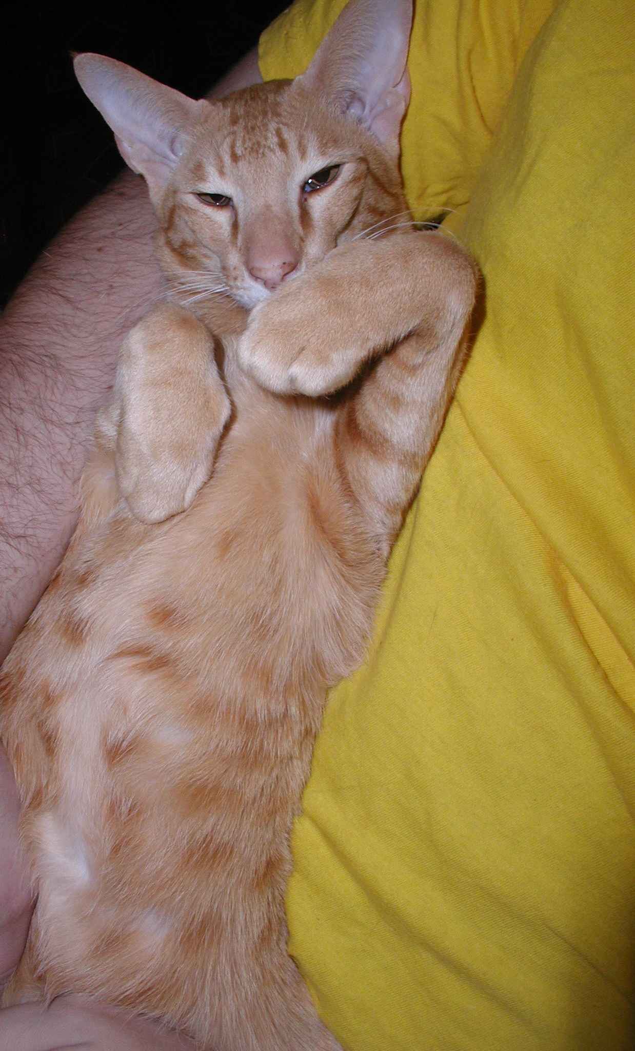 Red-haired cutie - My, Oriental cats, Redheads, cat, Milota