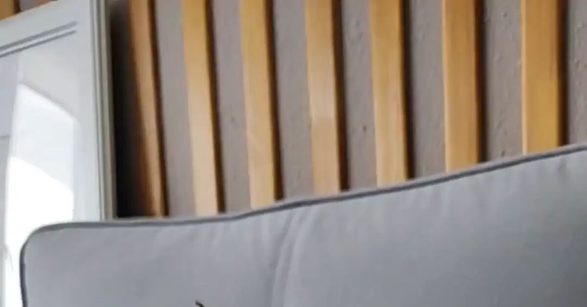 Morning tenderness - Series Soba the Cat, My, cat, Short videos, Disabled person, Video, Vertical video