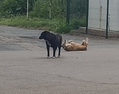 Бездомные собаки. Красноярск