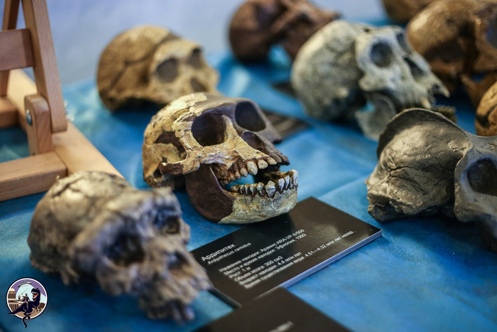 Череп ардипитека (Ardipithecus ramidus)
