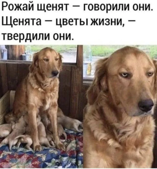 For those interested in memes, here are some - Series Memes
, Humor, Picture with text, Memes, Long, Strange humor, Sad humor, Longpost