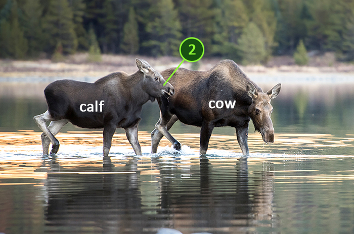 Как вы видите, к этому моменту ребёнок (calf) почти не уступает маме (cow) по размерам.