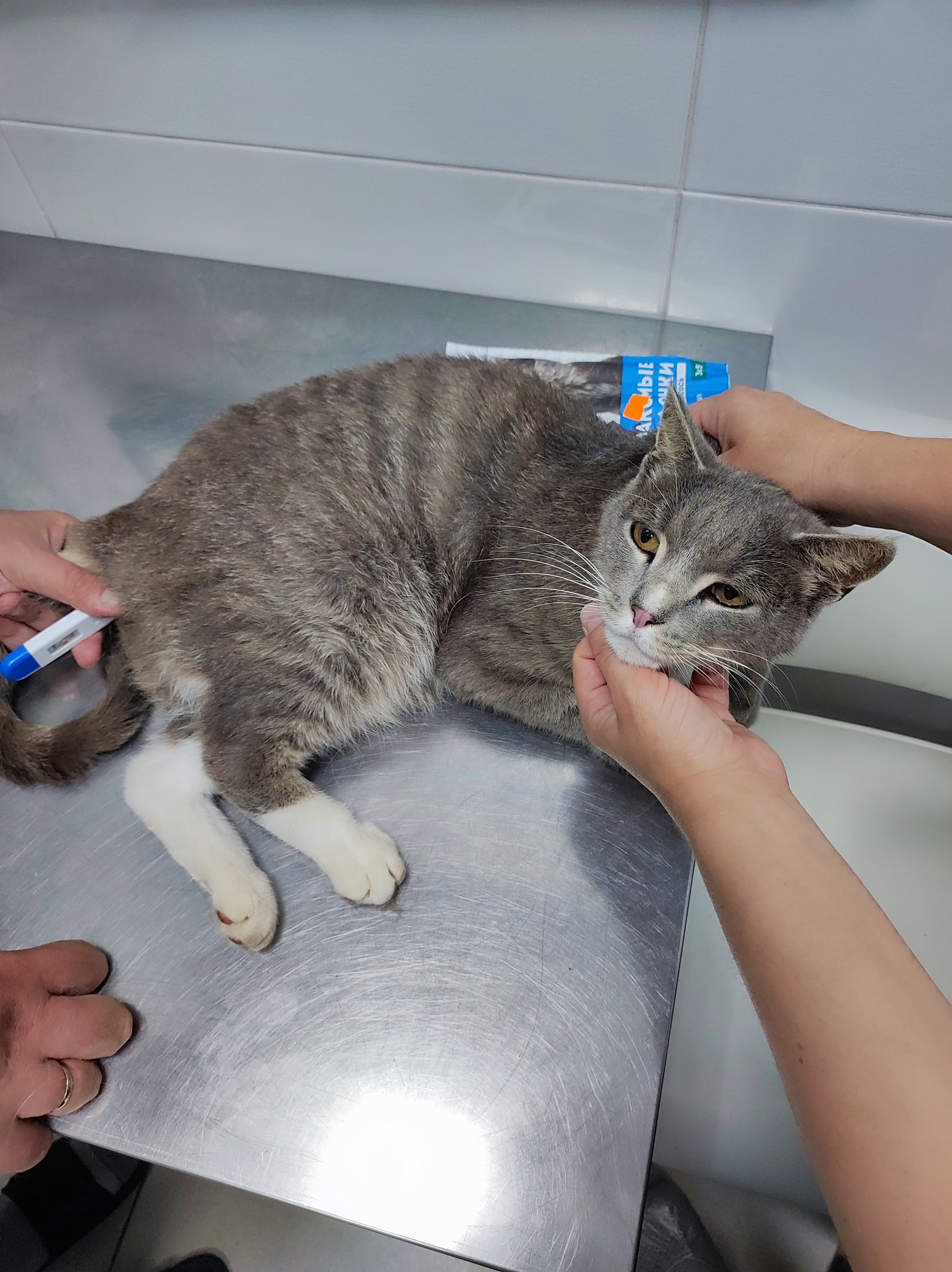 Yesterday we visited the clinic with the lame Snickers - Series The cat is lame, My, Treatment, Veterinary, cat, Homeless animals, Good league, Shelter, Overexposure, Longpost