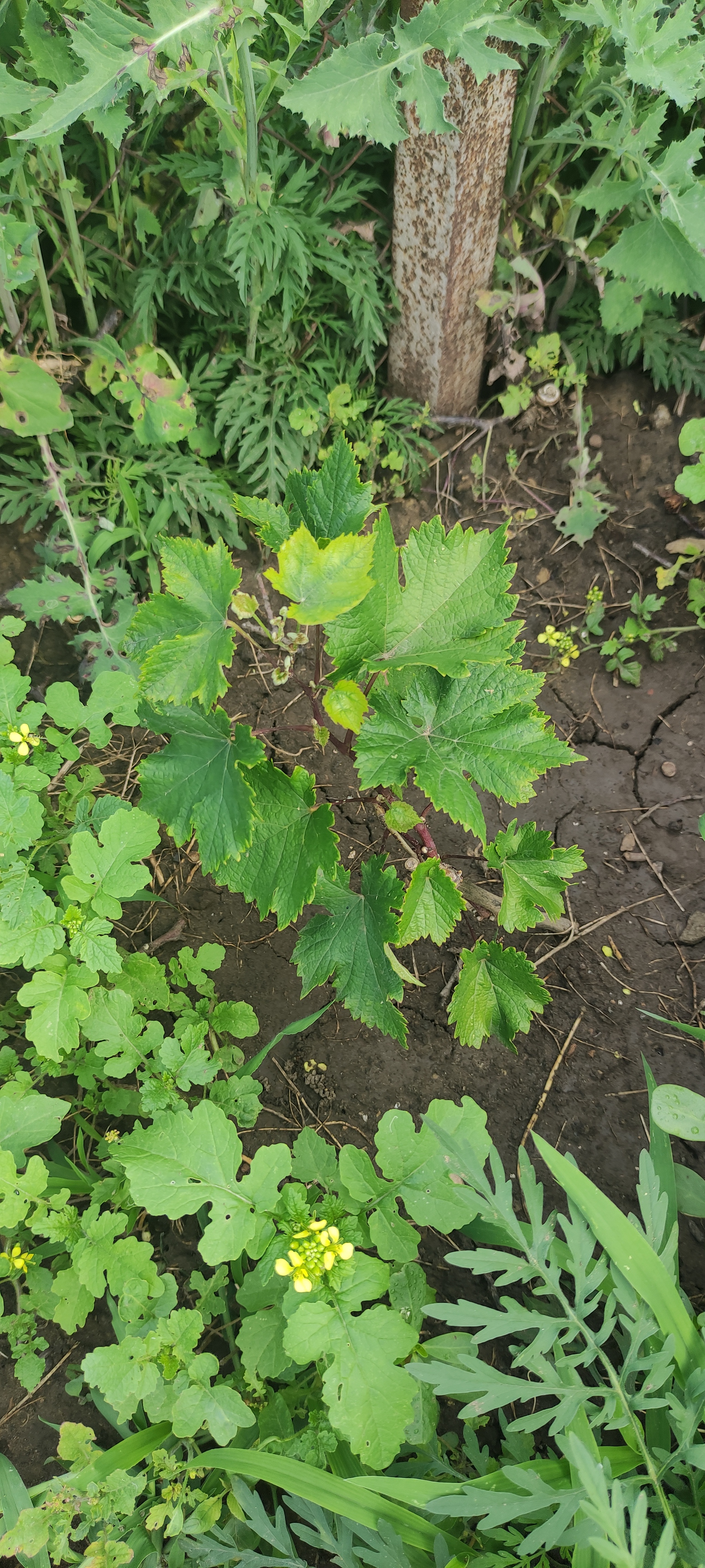 Planted some grapes - My, Vineyard, Grape, Gardener, Gardening, Plants, Garden, Personal experience, Saplings, Minerals, Fertilizers, Longpost