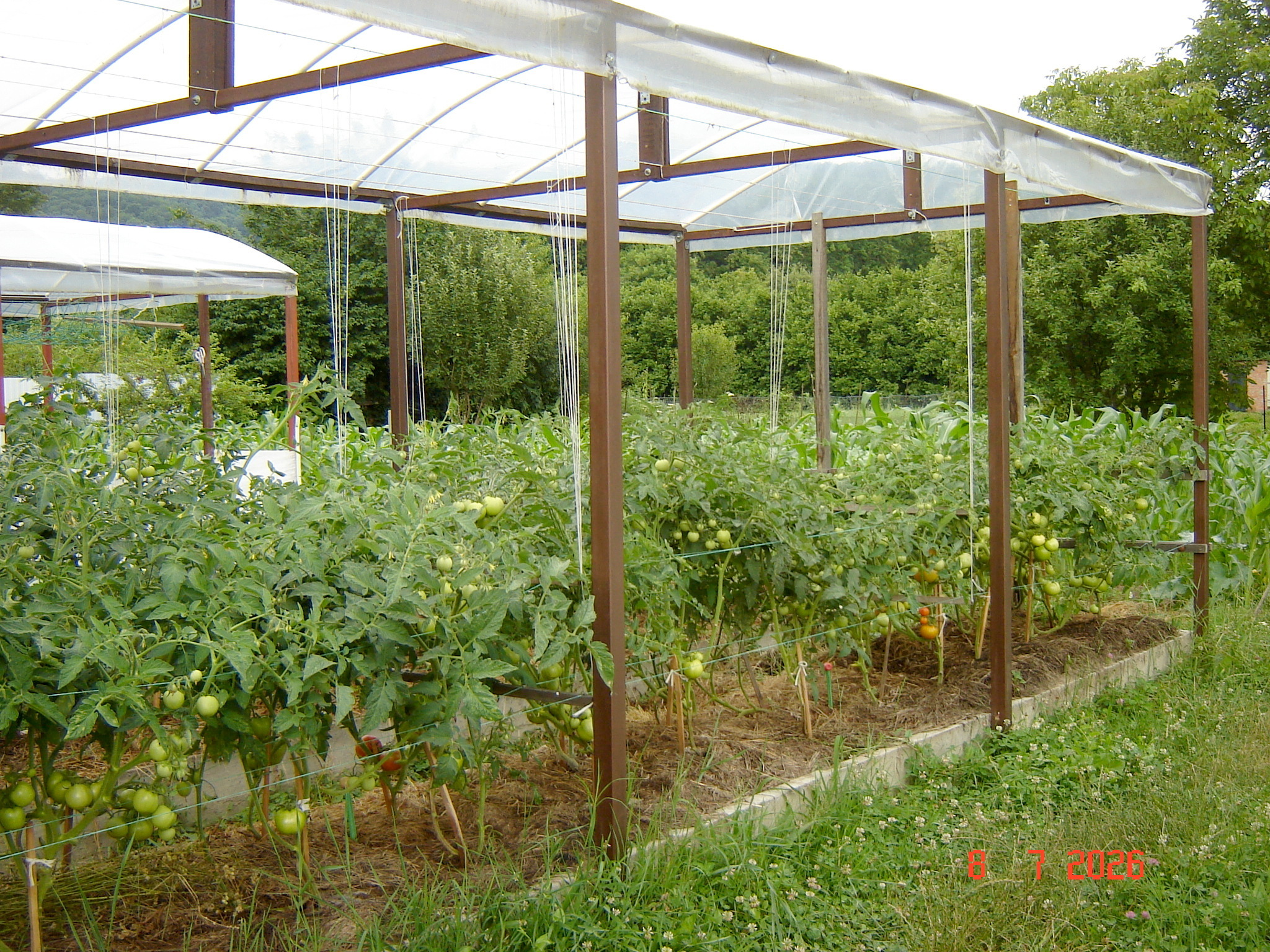 The first tomatoes of July - My, Краснодарский Край, Growing, Tomatoes, Longpost