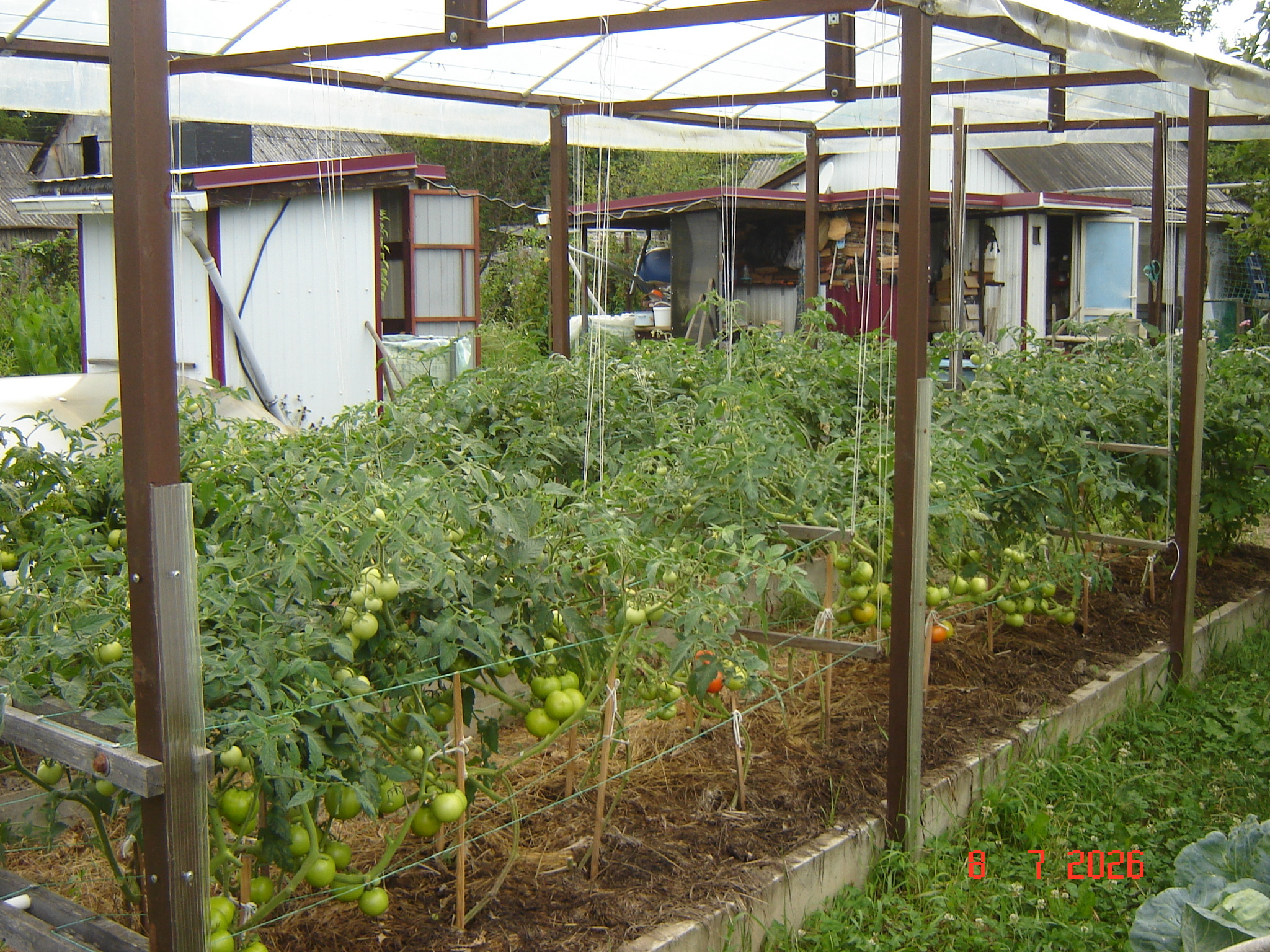 The first tomatoes of July - My, Краснодарский Край, Growing, Tomatoes, Longpost