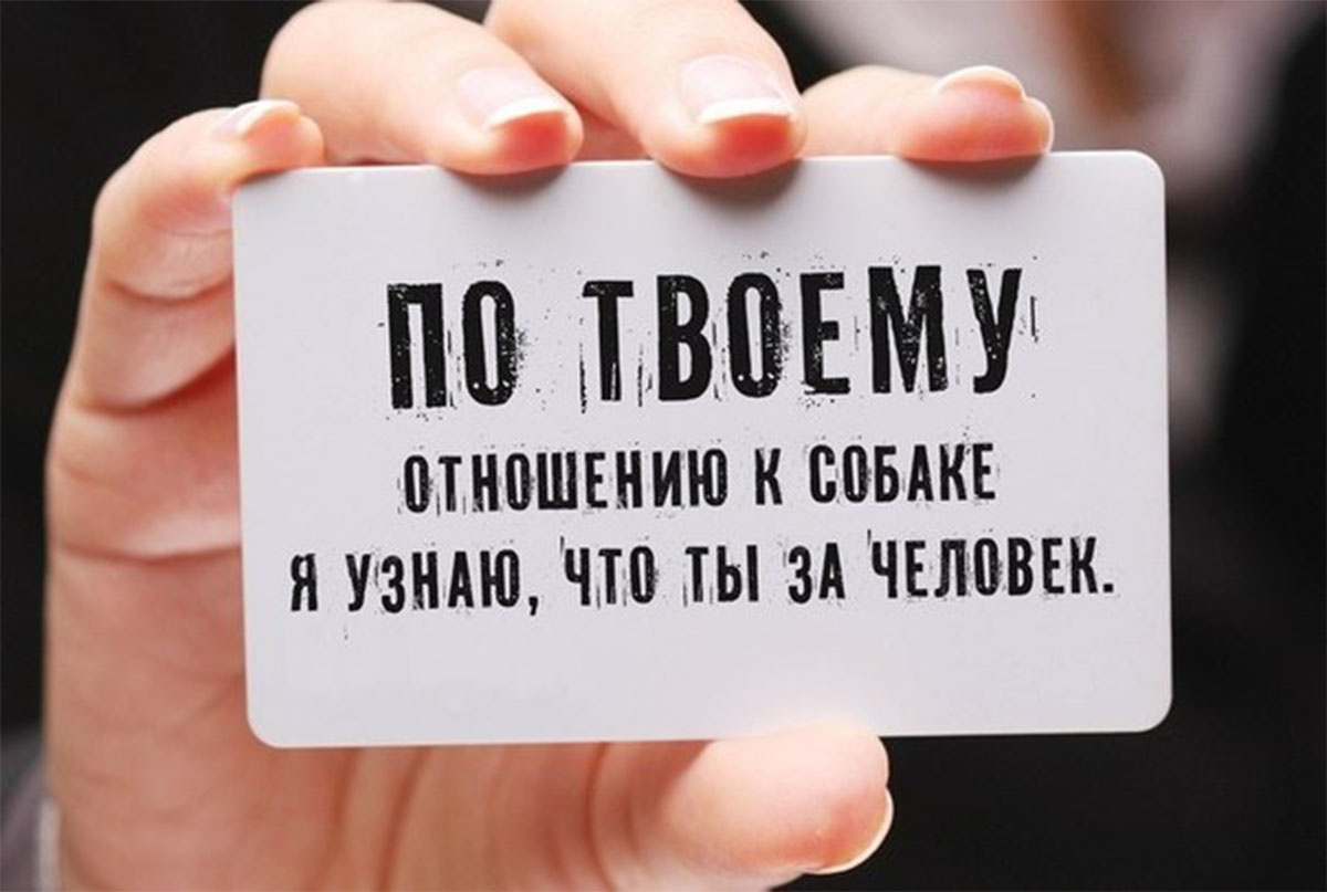 It is a colossal misconception to judge a person's attitude towards other people by his attitude towards animals. - cat, Mammals, Predatory animals, Pets, Animals, Wild animals, Zen, Yandex Zen, Yandex Zen (link), Longpost