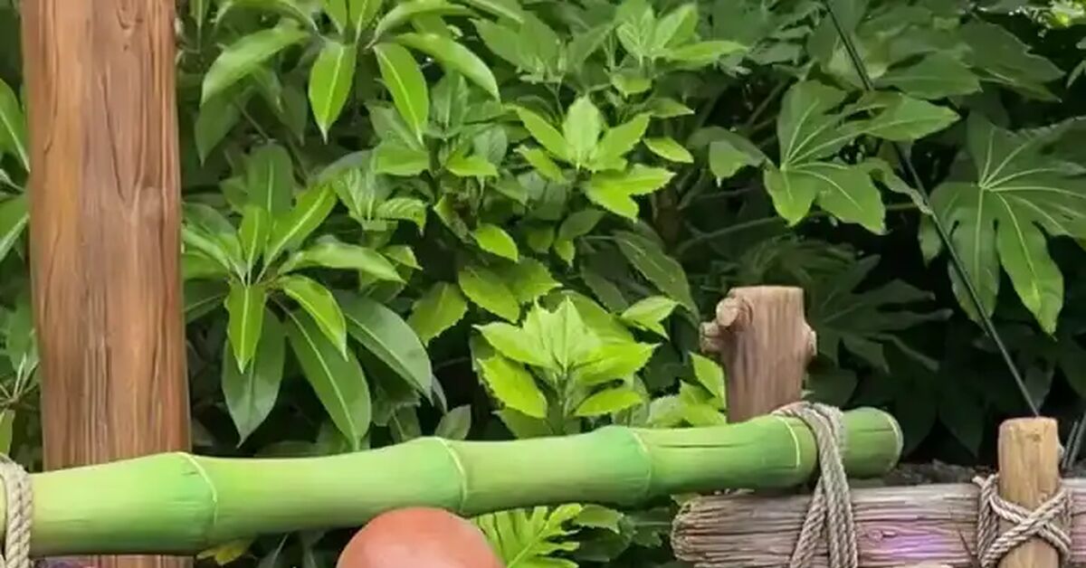 Not a drop will be wasted... - Vertical video, Short videos, Milk, cat, Animals, Pets, Children, Parents, Father, A son, Kindness, Milota, beauty, Dream, Relaxation, Happiness, Joy, Video
