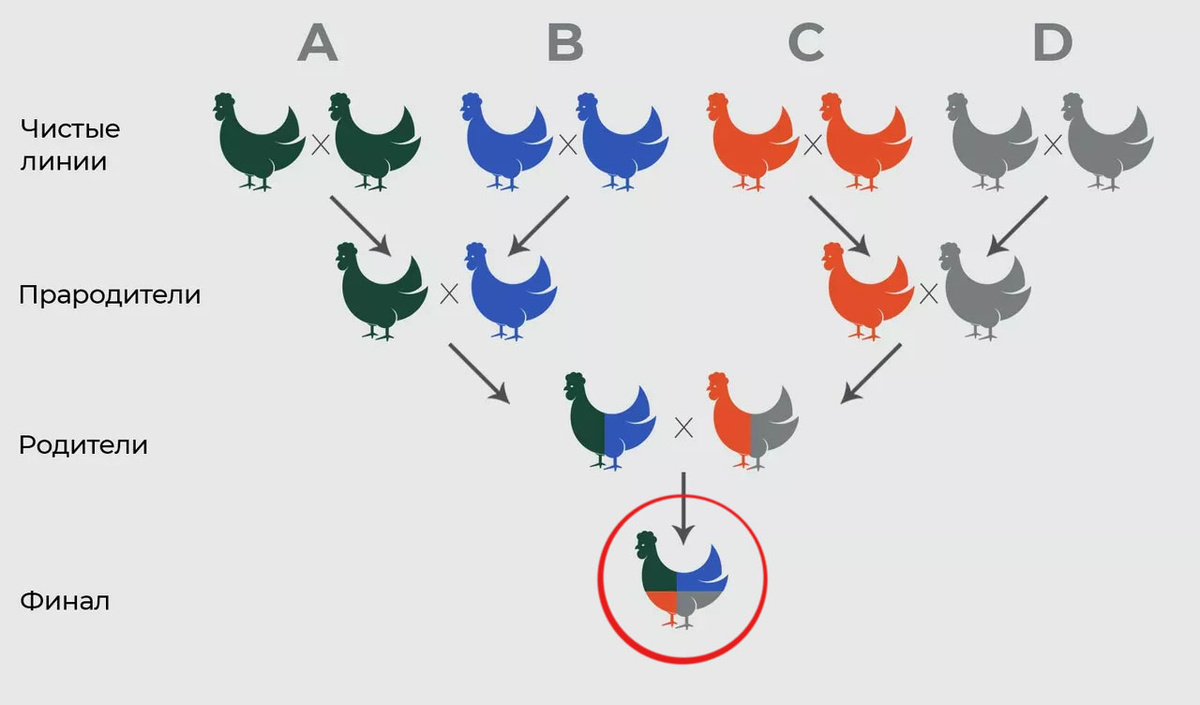 Why can't broiler chicken eggs produce broiler chicks? How do they hatch? A poultry farming mystery. - Egg, Hen, Food, Pets, Animals, Wild animals, Zen, Yandex Zen, Yandex Zen (link), Longpost