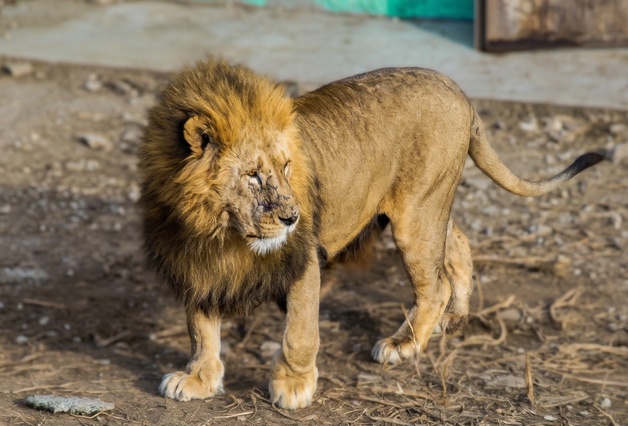 Big cats of Taigan Park - Series My Crimea, My, Taigan Lions Park, Crimea, Russia, a lion, Tiger, The park, Cat family, Big cats, Travel across Russia, White tiger, Amur tiger, The photo, Longpost