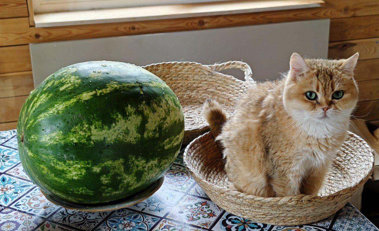 A story about living in a house with 40+ cats, mostly rescued from summer cottages. - My, cat, Animal Rescue, Helping animals, Short videos, Vertical video, Animals, Pets, Video, Longpost
