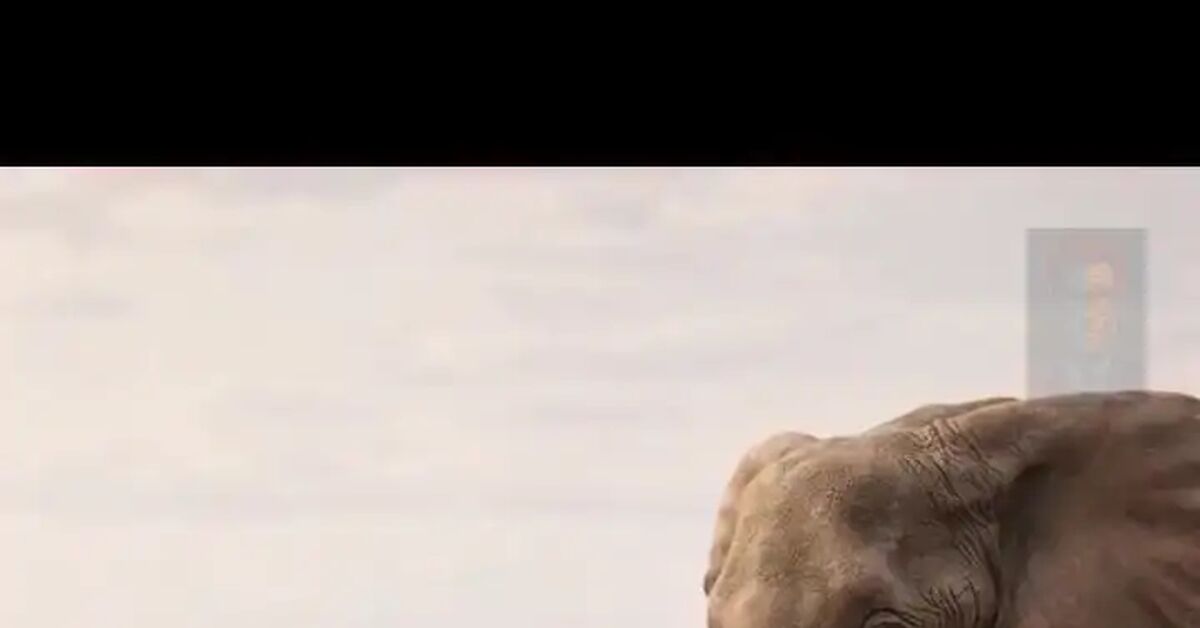 A Joke About the Elephant and the Hedgehog - Neural Network Content, Neural Networks, Artificial Intelligence, Computer graphics, Joke, Video, Vertical video, Short videos