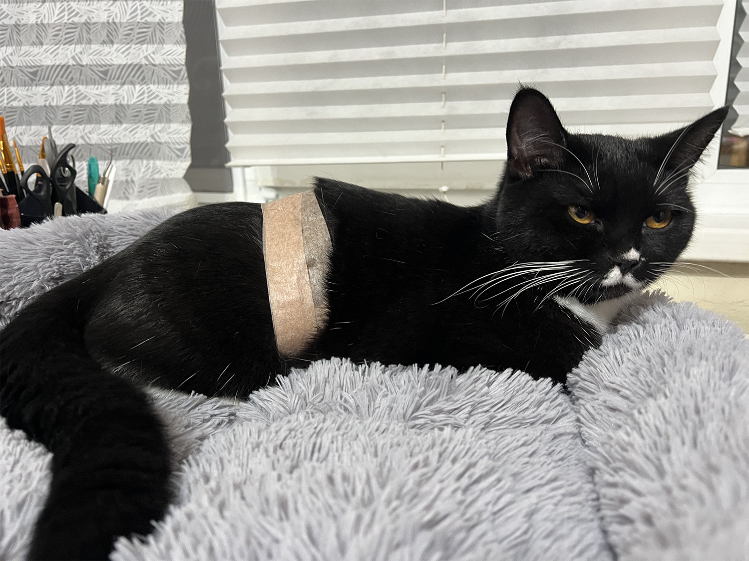 Masya. Here's a hole in your belly, and you won't thank me. - Series In the animal world, My, Story, cat, Cat lovers, Life stories, Veterinary, Longpost