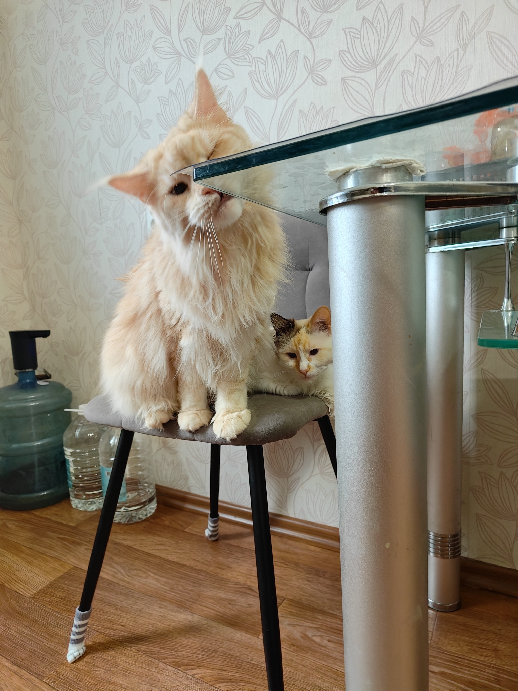 Cats for your feed - My, Cat lovers, cat, Pets, The photo