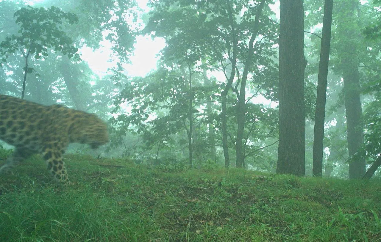 Bad weather for half a year - Series Far Eastern leopard, Far Eastern leopard, Wild animals, Predatory animals, Leopard, wildlife, National park, Land of the Leopard, Primorsky Krai, Phototrap, Rain, Big cats, Cat family, MAX messenger (link)