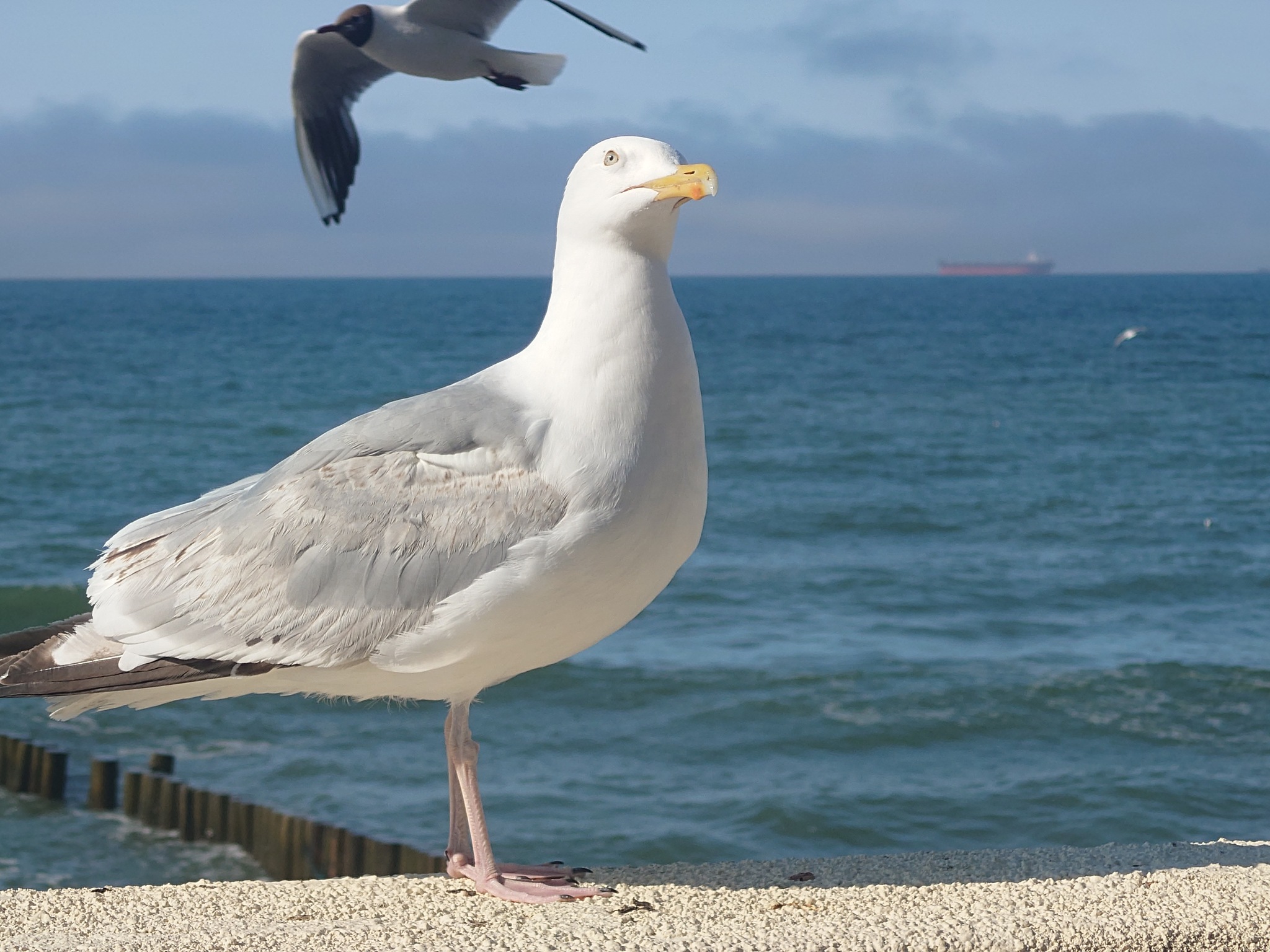 Great Black-backed Gull - My, Seagulls, Baltic Sea, Birds, Longpost