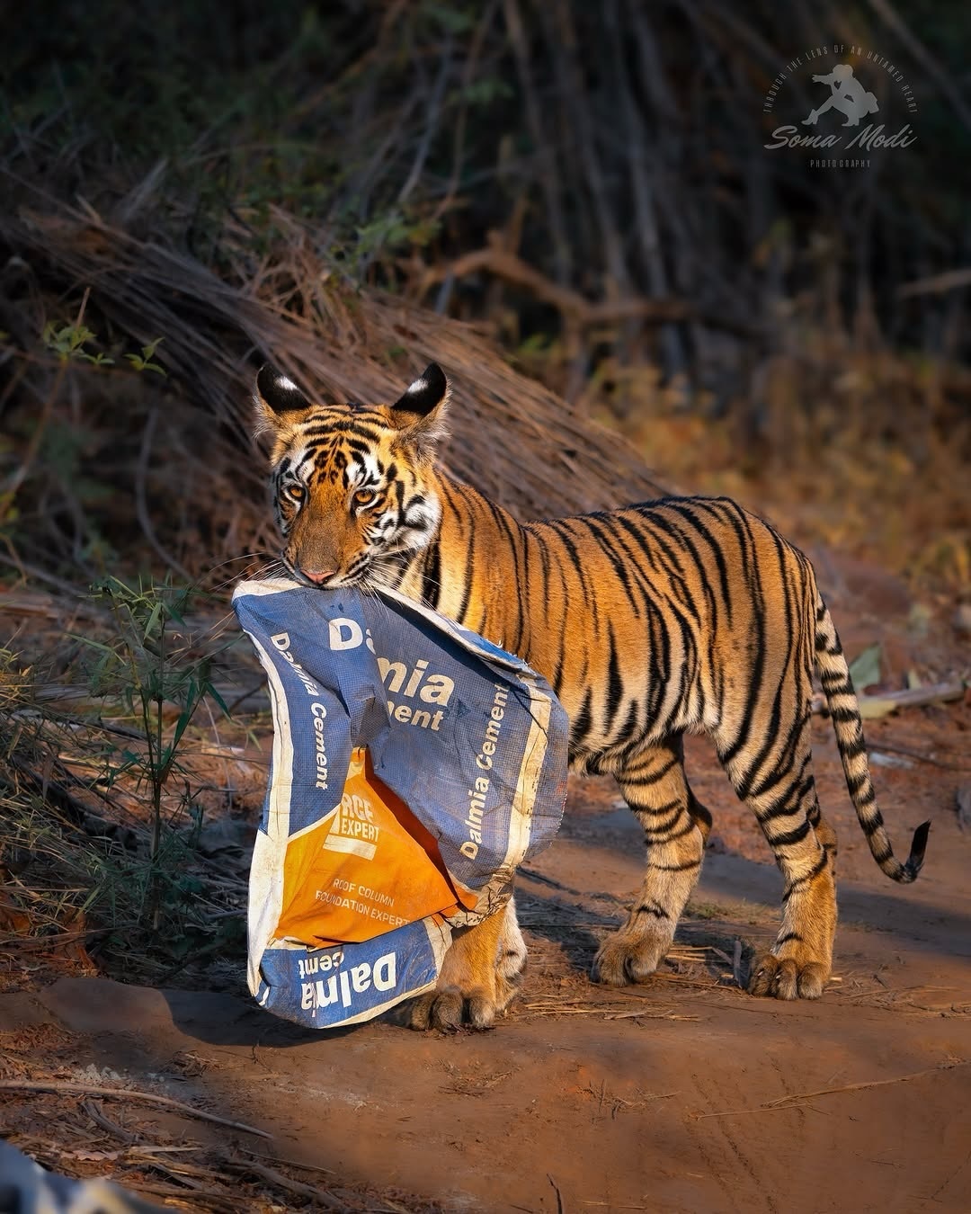 Clean up after you here. - Series Tigers, Tiger cubs, Bengal tiger, Tiger, Big cats, Cat family, Predatory animals, Wild animals, wildlife, National park, India, Bags, Garbage, The photo, Longpost