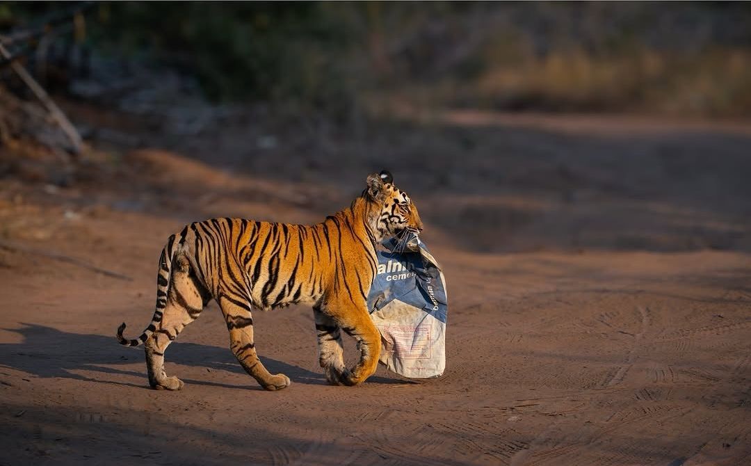 Clean up after you here. - Series Tigers, Tiger cubs, Bengal tiger, Tiger, Big cats, Cat family, Predatory animals, Wild animals, wildlife, National park, India, Bags, Garbage, The photo, Longpost