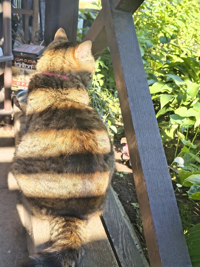 Пчелошка или кошмель