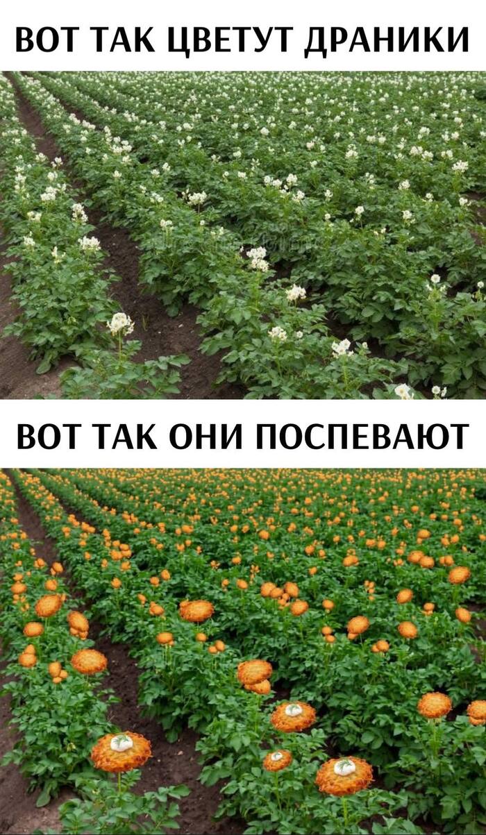 ������� ��������