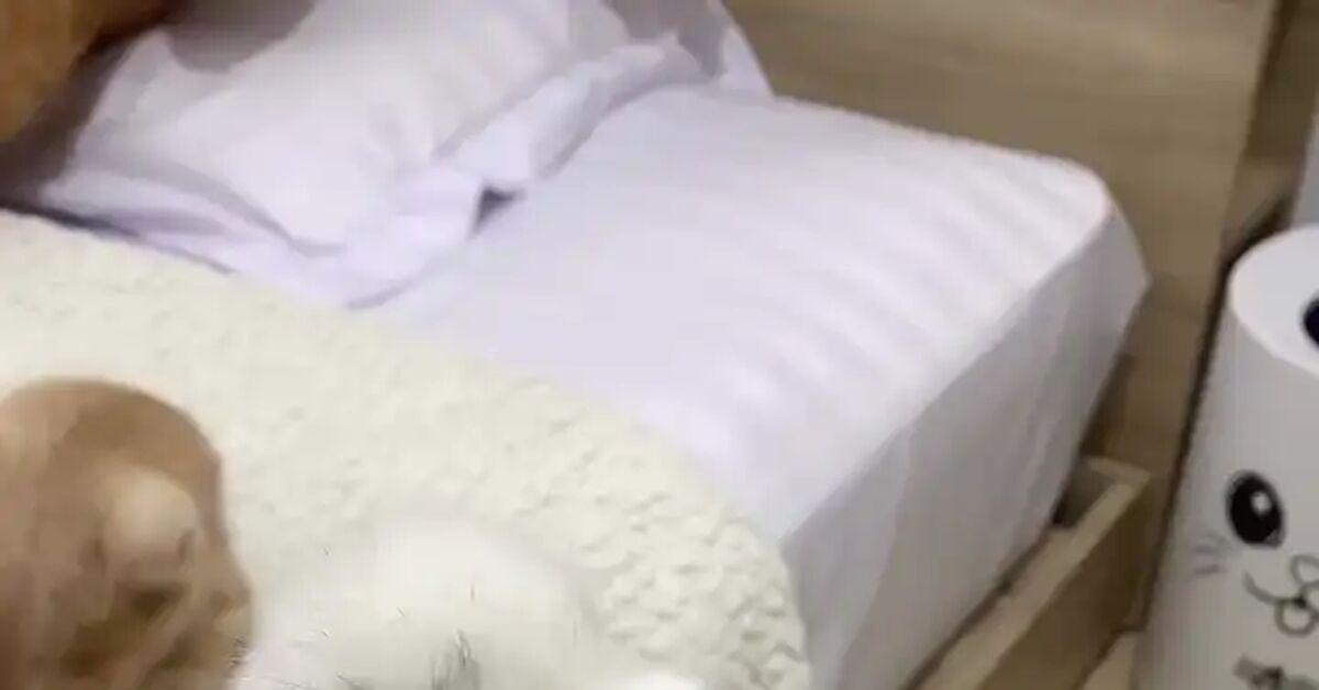 A little cuteness in the morning of a hard day... - Vertical video, Short videos, Milota, Morning, Good morning, beauty, Kindness, Rabbit, Good mood, Mood, Joy, Animals, Pets, Happiness, Calmness, Cosiness, Video