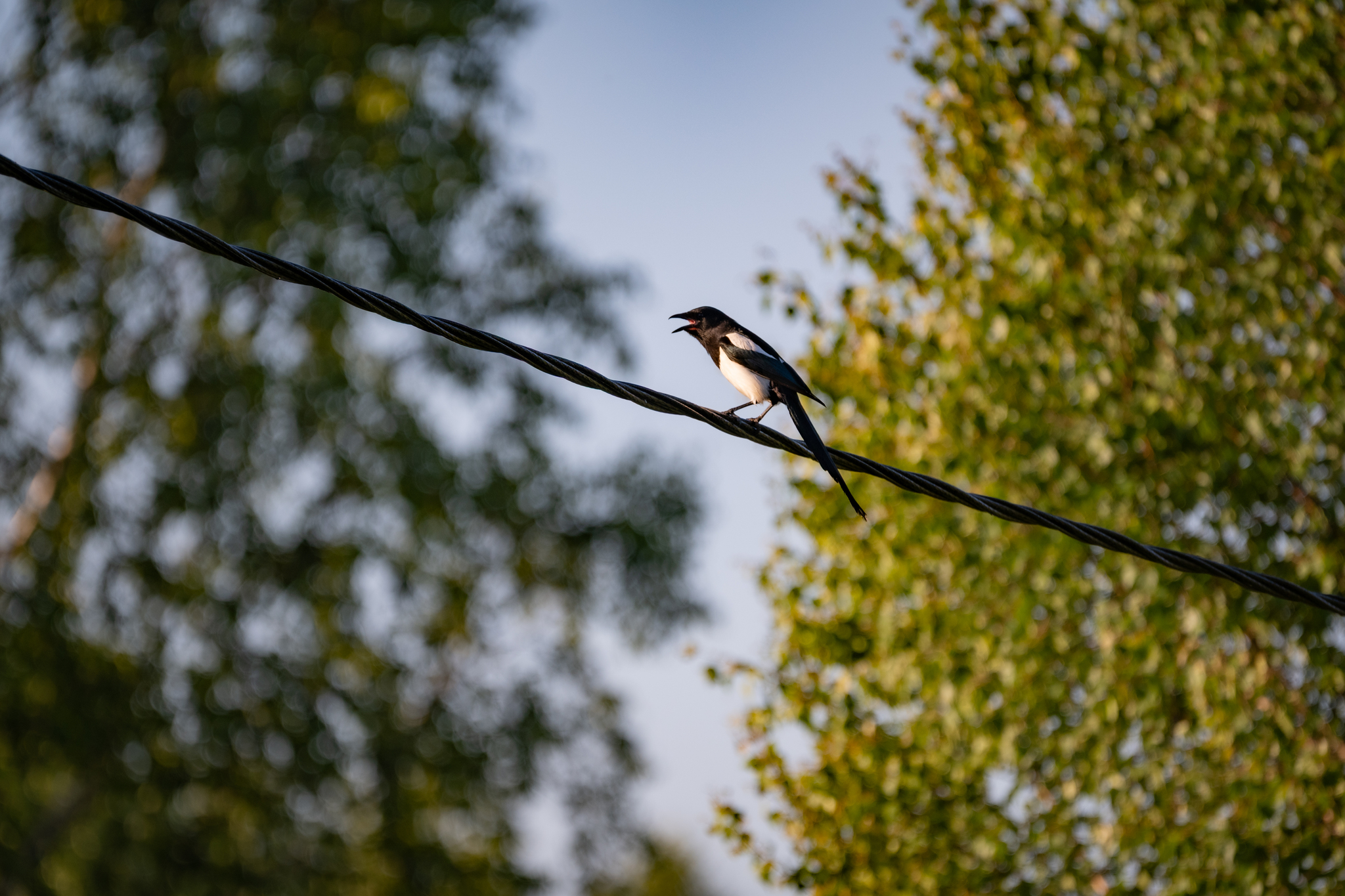 Magpie. Screams. - Series Photo hunting, My, Nikon, The photo, The nature of Russia, Vladimir region, Photo hunting, Magpie, Bird watching, Ornithology, Ornithology League, Hobby