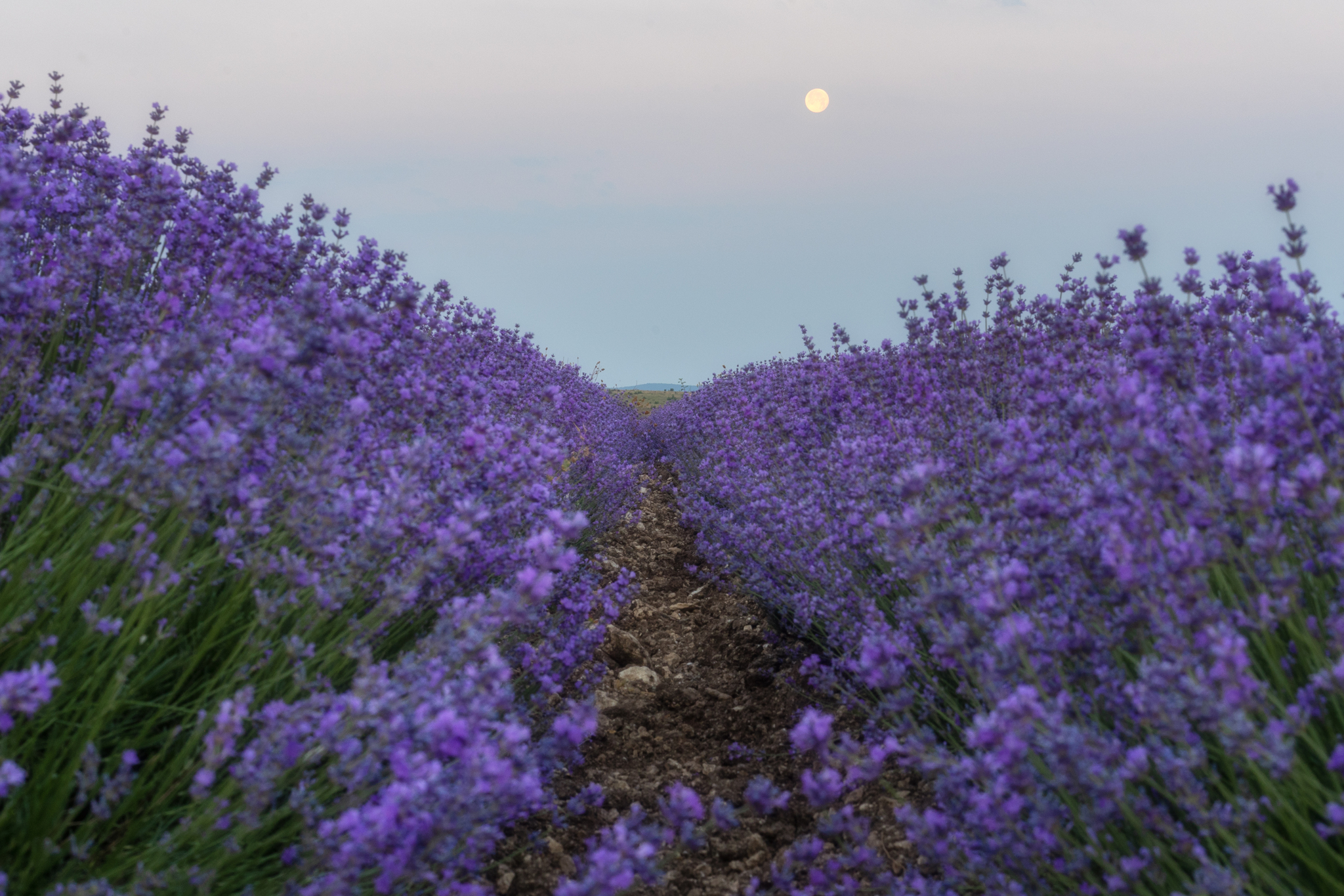 Morning in a Lavender Field. Continued - My, Landscape, The photo, Crimea, Sunrises and sunsets, Lavender, dawn, Flowers, Bakhchisarai, Sky, Beautiful view, Longpost, Morning