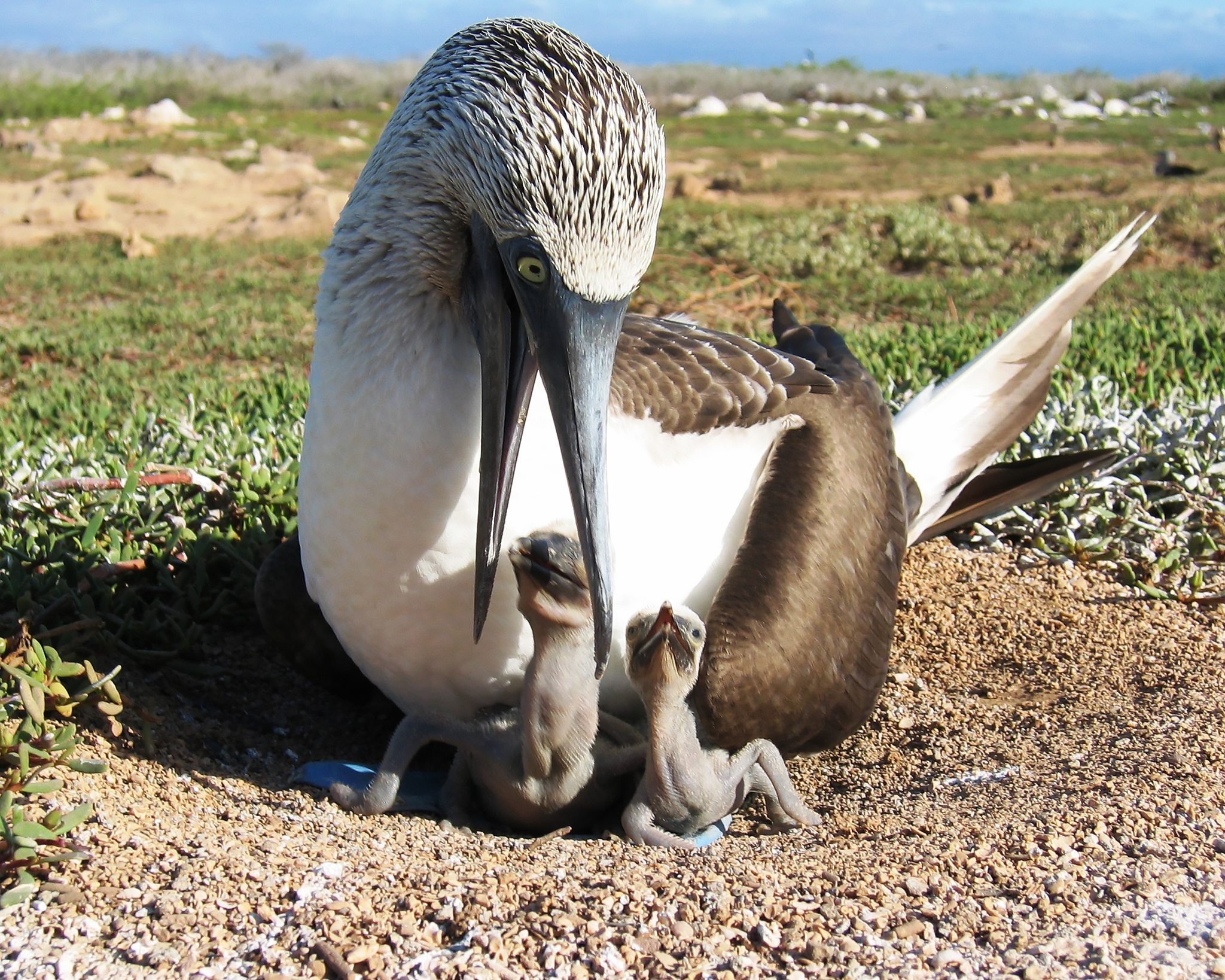 Bird in shoe covers - Series Did you know , My, Biology, Informative, Facts, Nauchpop, Nature, Animals, In the animal world, Amazing, Astonishment, Birds, Booby, Blue-footed booby, Video, Short videos, Vertical video, Longpost