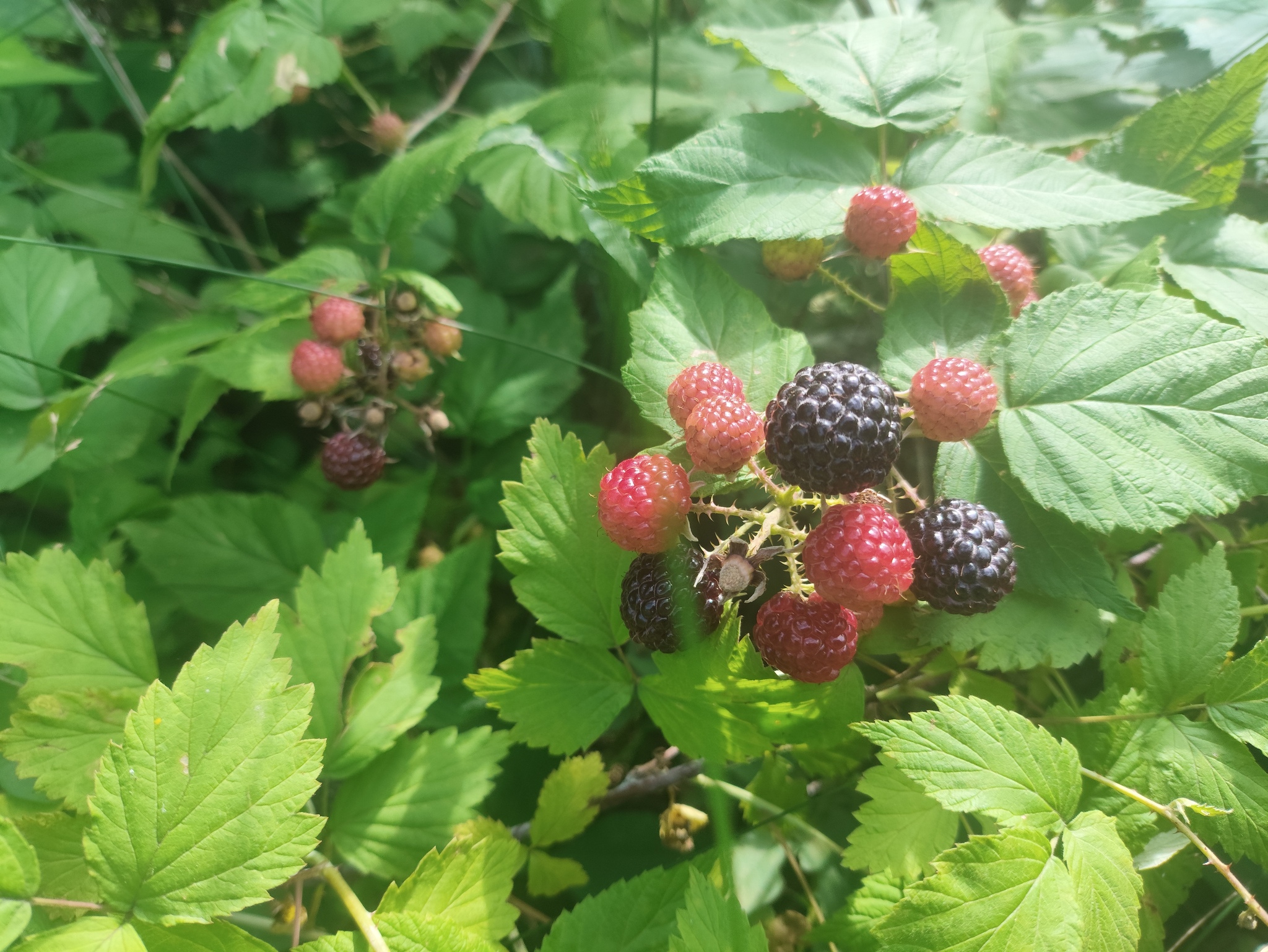 Black raspberry - My, Дальний Восток, Primorsky Krai, Forest, Vladivostok, Raspberries, Raspberry jam, Longpost