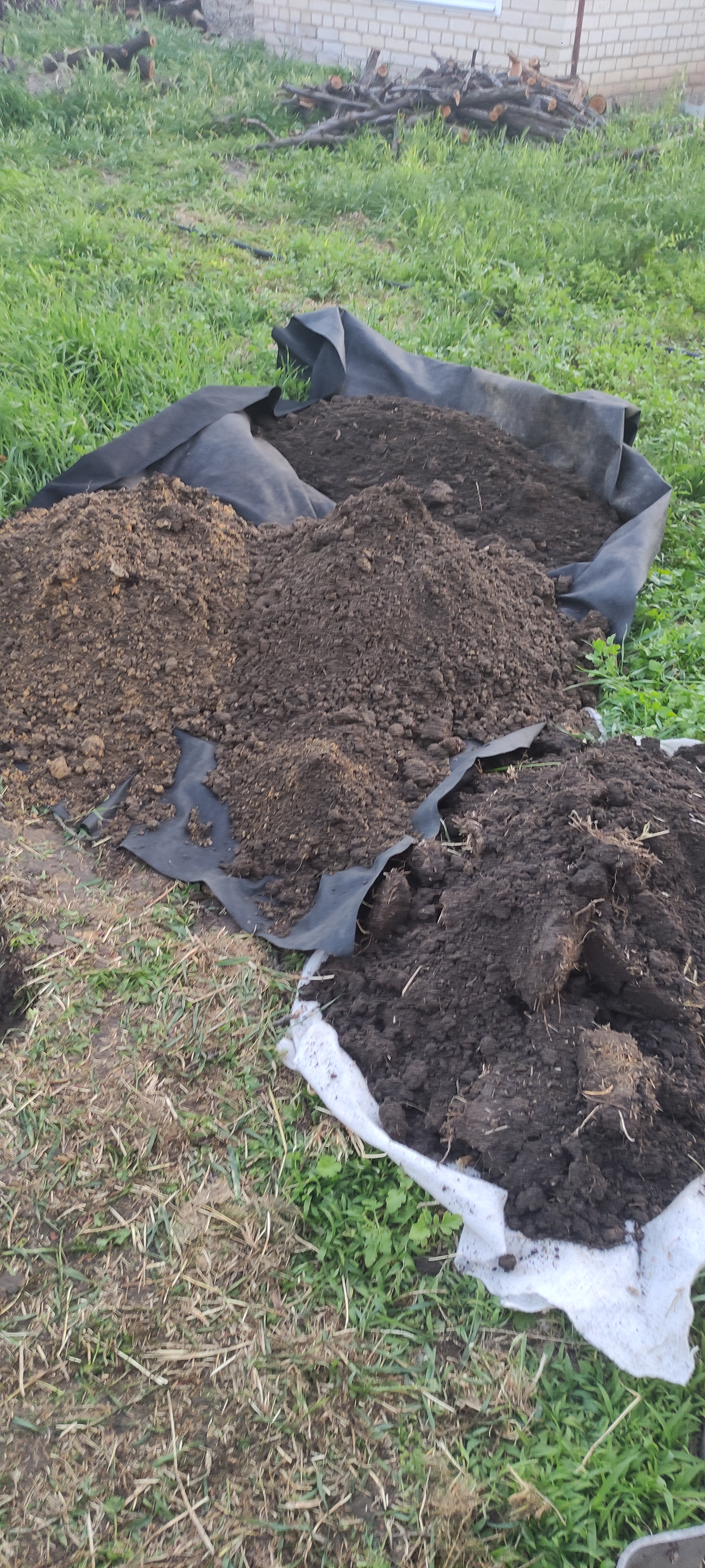 Continuation of the post Planted a Grape - My, Vineyard, Grape, Gardener, Gardening, Plants, Garden, Personal experience, Saplings, Minerals, Fertilizers, Reply to post, Longpost