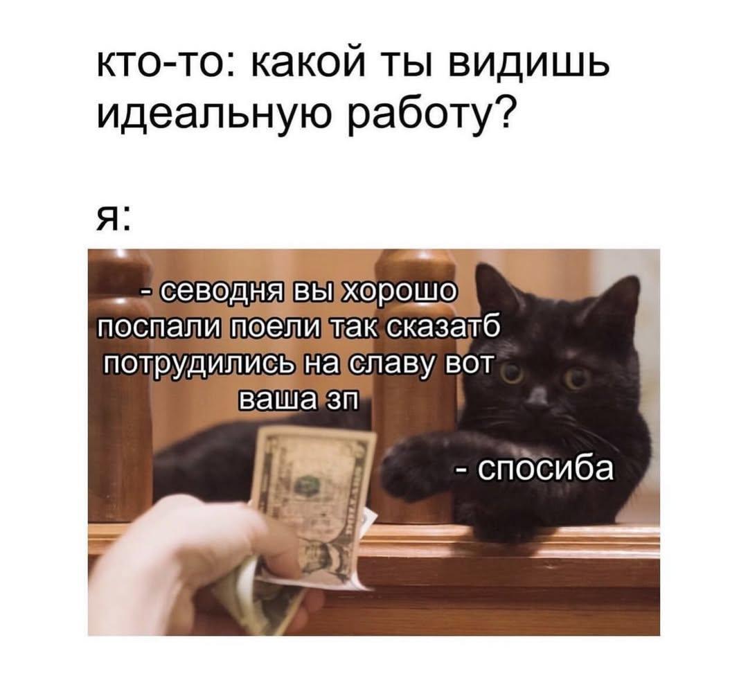 Well, that's what happened to the cat. - Series Porzhac, cat, Humor, Picture with text