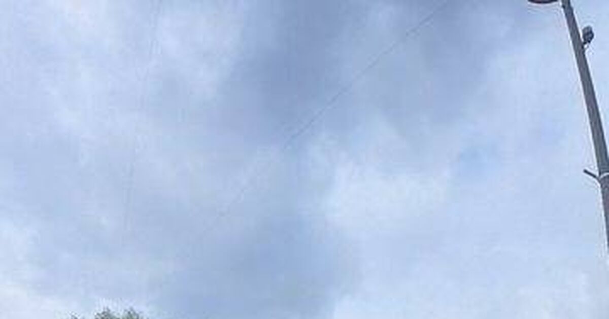 Post #14148661 - Series Excerpts from my VR 360 movies, My, Nature, The nature of Russia, wildlife, Animals, Wild animals, Biology, Ecology, In the animal world, Birds, Moscow, Vertical video, Short videos, Nauchpop, Hobby, Informative, Facts, Pigeon, Serials, Amazing, Ornithology, Video, Rutube