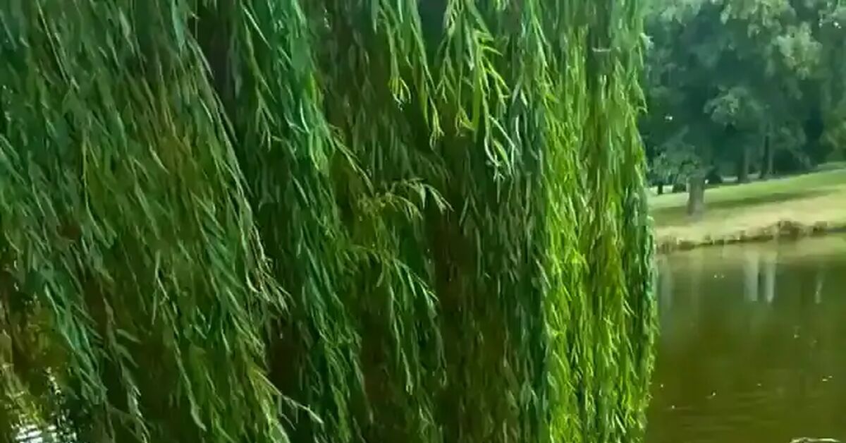 Сизифов труд наглядно - Собака, Reddit, Лабрадор, Видео, Вертикальное видео