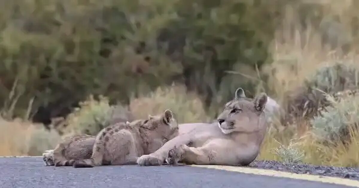 Halt - Young, Puma, Small cats, Cat family, Predatory animals, Wild animals, wildlife, National park, South America, Feeding, Video, Soundless, Short videos