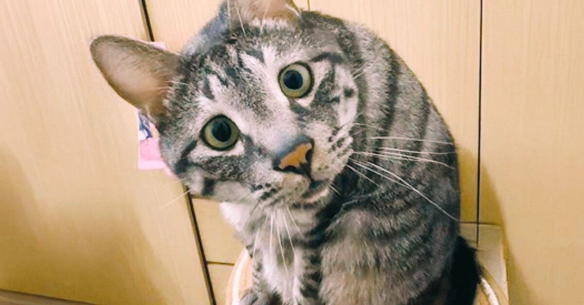 THE FUNNIEST ANIMALS OF 2026: CAT Pranks, Funnier Cats, Funny Videos - Humor, Animals, cat, Video, Rutube
