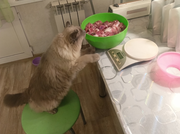Усы, лапы и хвост тому доказательство.