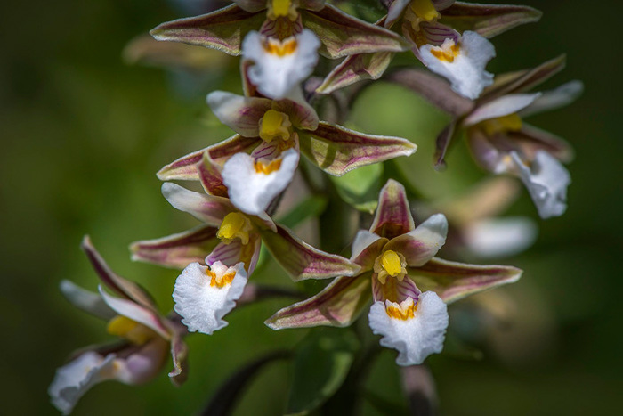 ������� �������� (Epipactis palustris)
