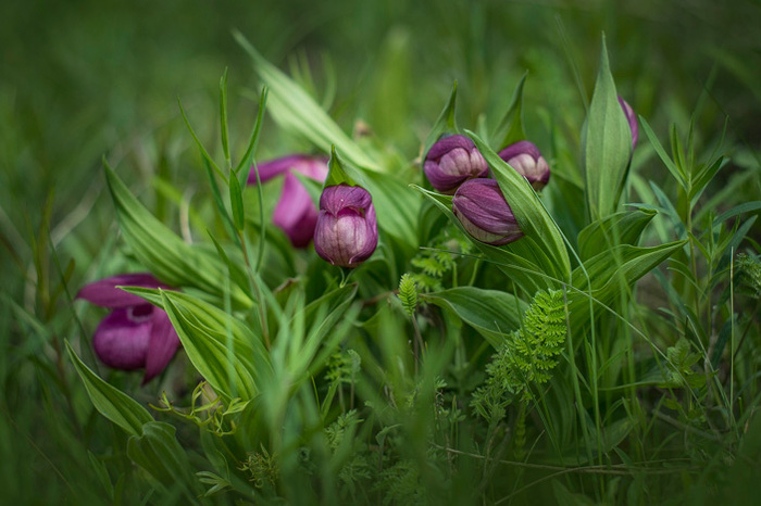 �������� ��������������� (Cypripedium macranthos)