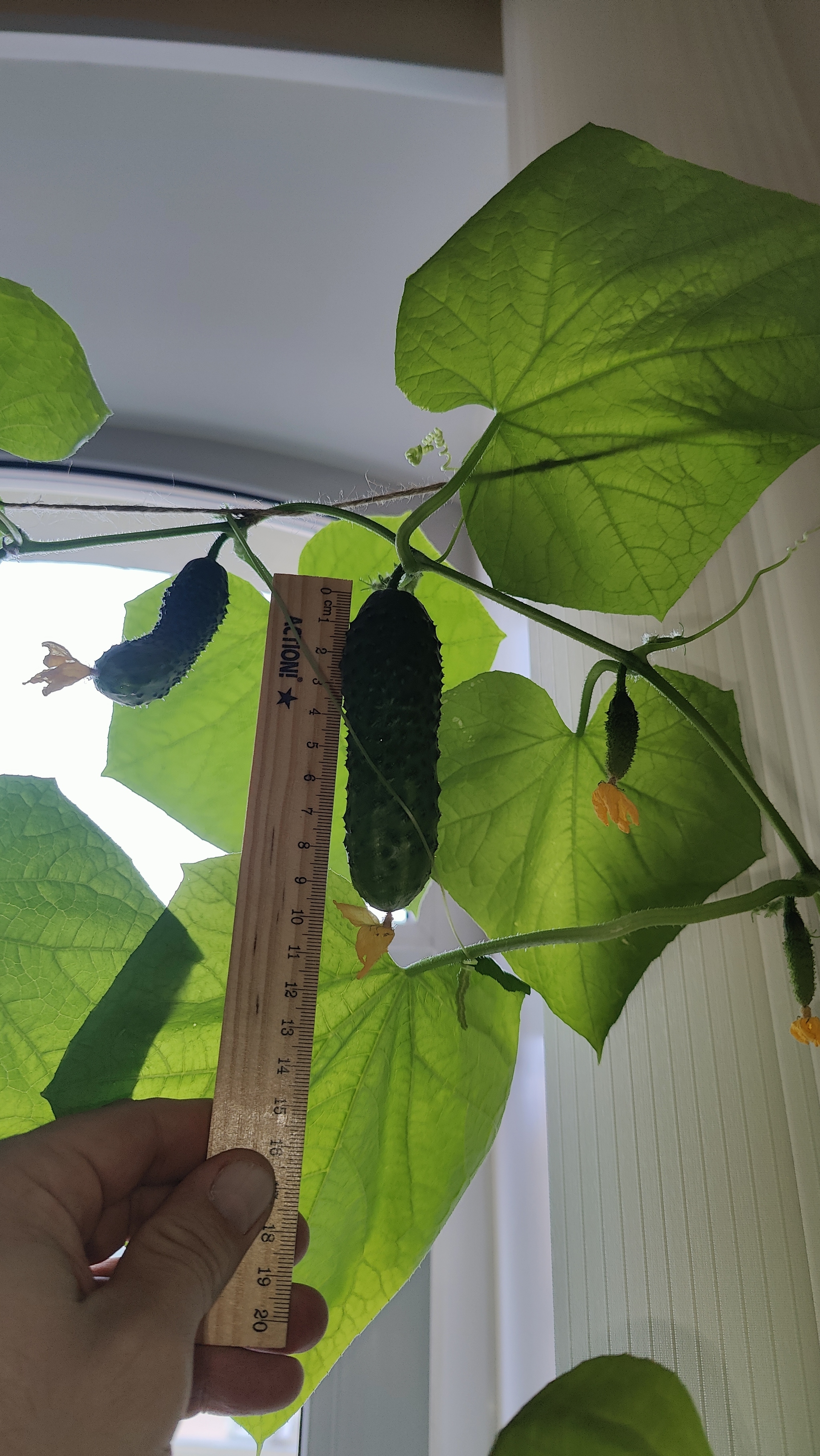 A Window Garden. Part 4: Interim Results - My, Hot peppers, Houseplants, Growing, Plant growing, Longpost, Series Vegetable garden on the windowsill