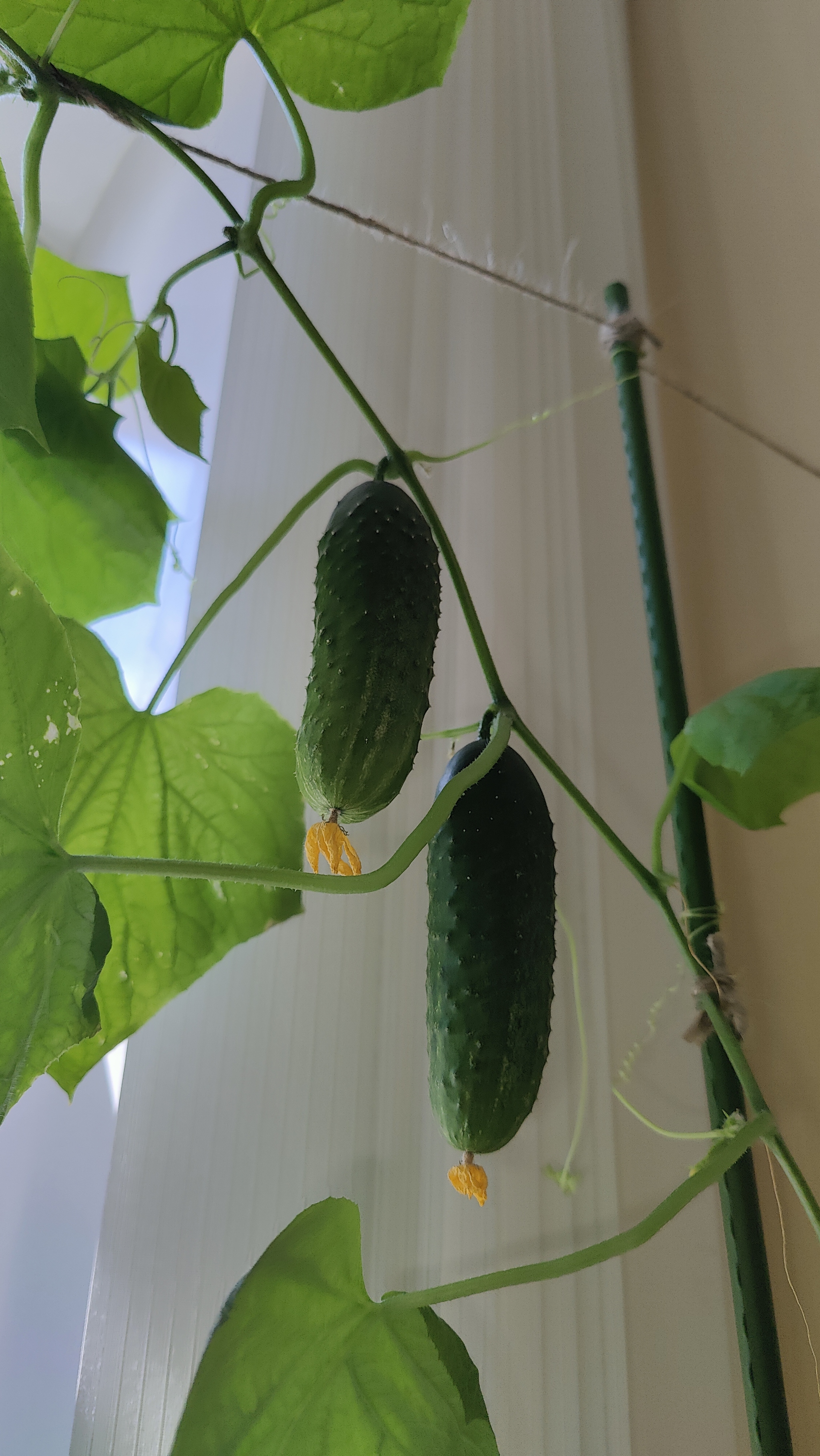 A Window Garden. Part 4: Interim Results - My, Hot peppers, Houseplants, Growing, Plant growing, Longpost, Series Vegetable garden on the windowsill