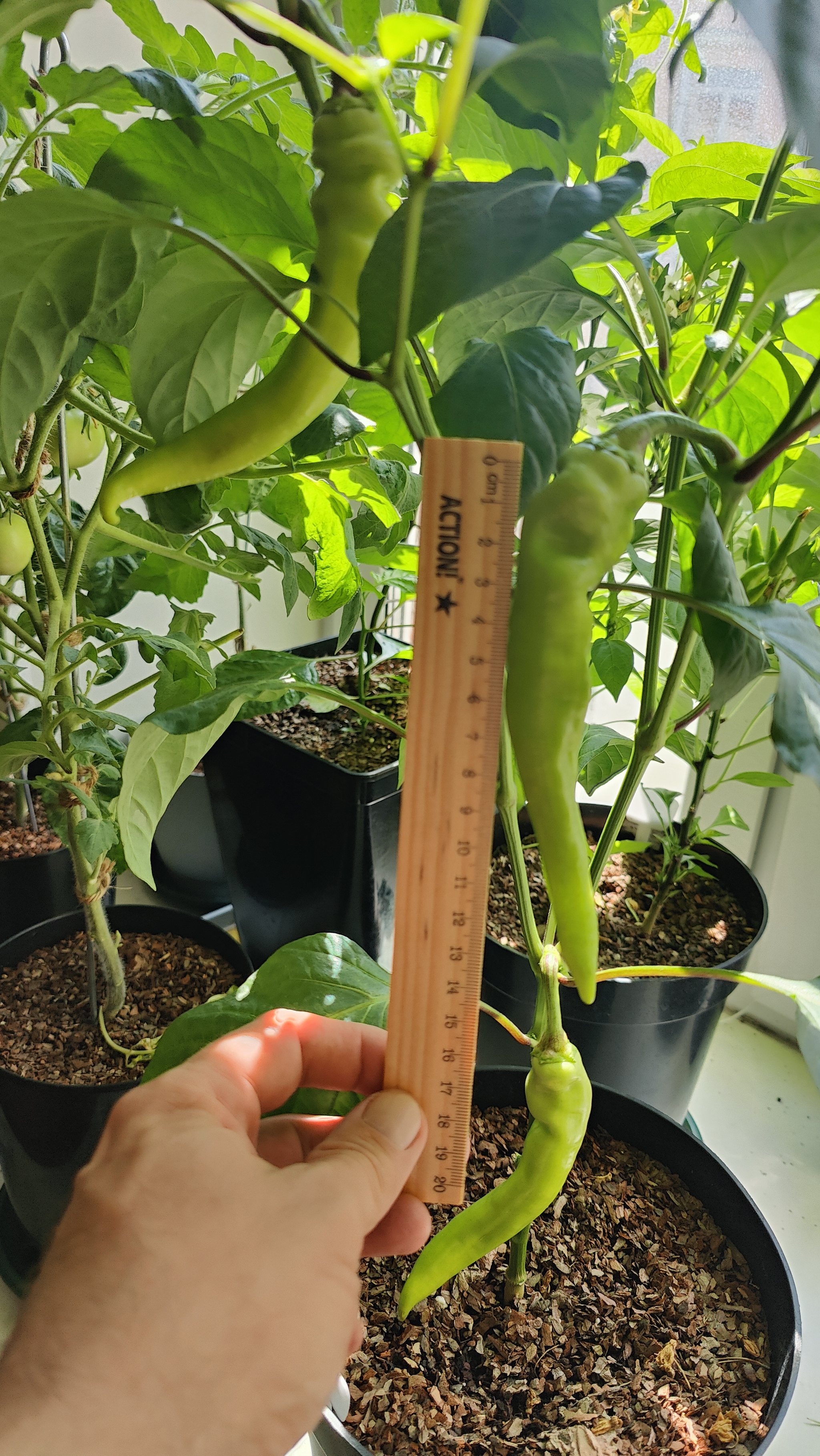 A Window Garden. Part 4: Interim Results - My, Hot peppers, Houseplants, Growing, Plant growing, Longpost, Series Vegetable garden on the windowsill