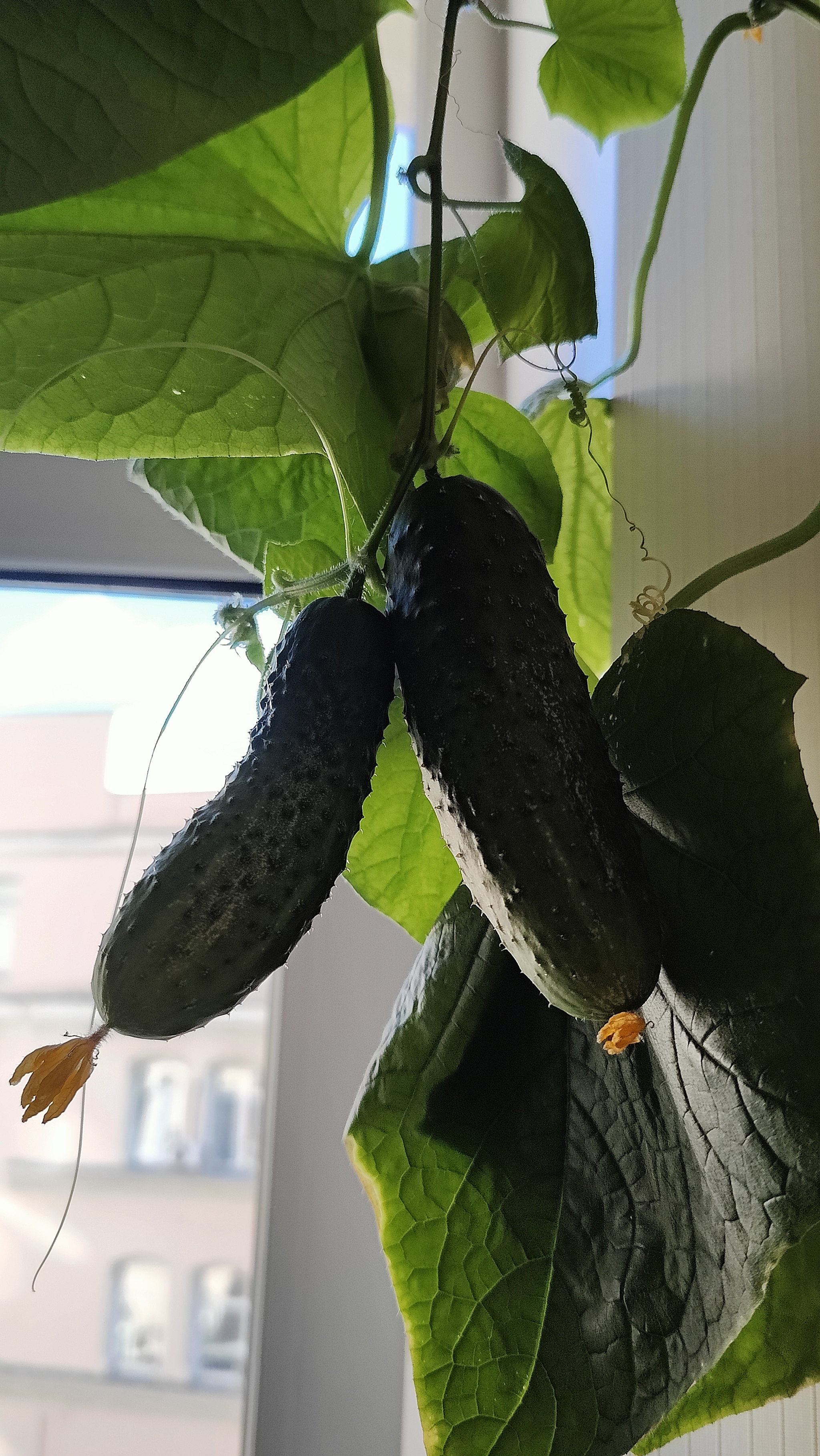 A Window Garden. Part 4: Interim Results - My, Hot peppers, Houseplants, Growing, Plant growing, Longpost, Series Vegetable garden on the windowsill