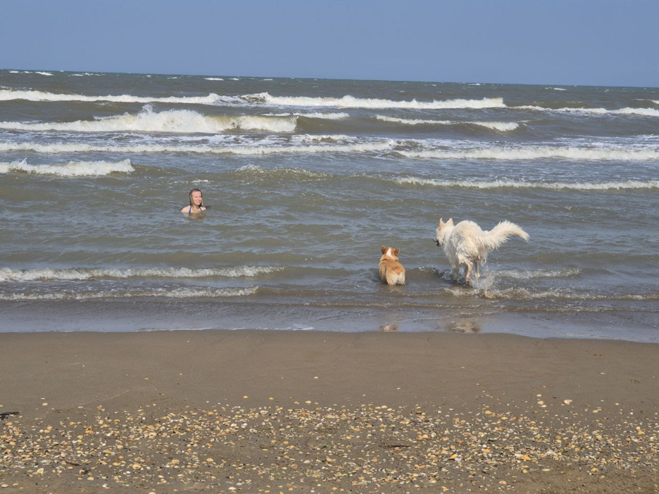 Sulak Canyon, Sarykun Dune, Caspian Sea - Series Travels, My, Travels, Dog, Corgi, Sheepdog, Land rover, Dagestan, Chechnya, The mountains, Sea, A wave of posts, Caucasus, Longpost
