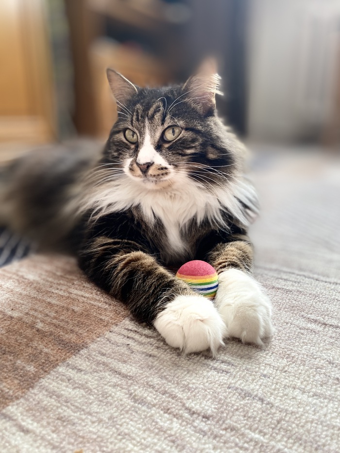 Кот Том