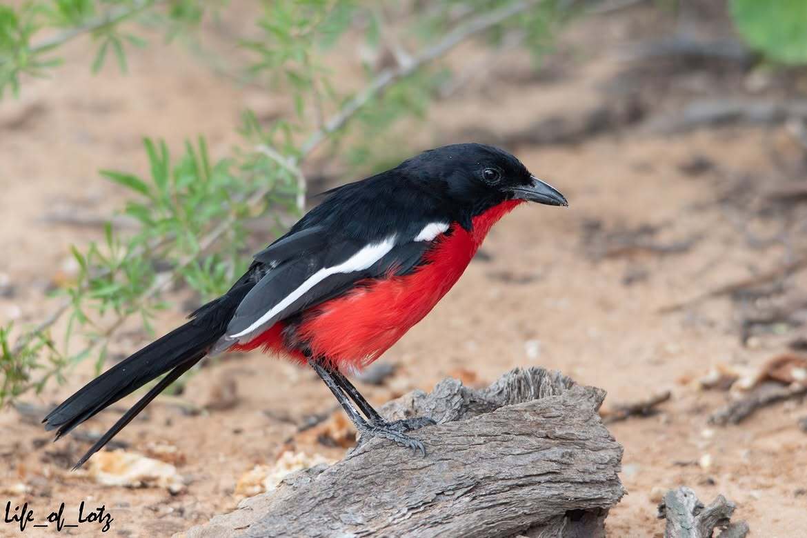 Red-breasted Shrike - Shrike, Passeriformes, Birds, Wild animals, wildlife, National park, South Africa, The photo