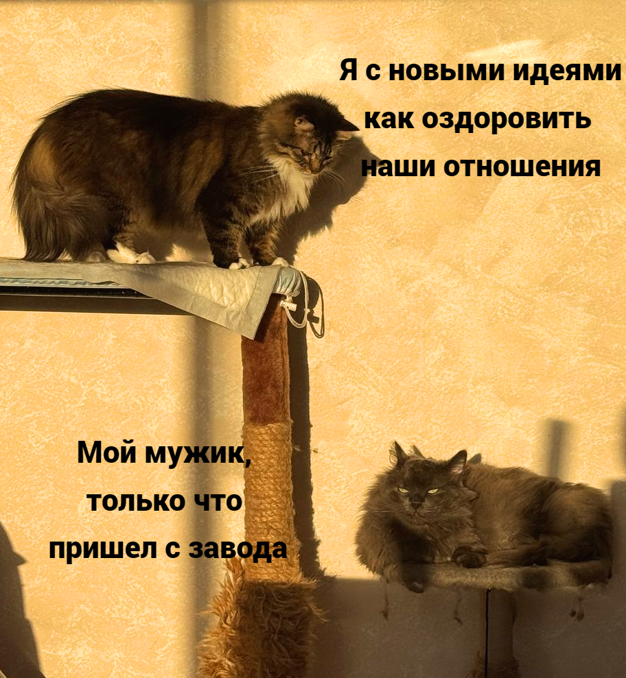 The evening will be languid - Series psychomemes with favorite cats, My, cat, Humor, Good mood
