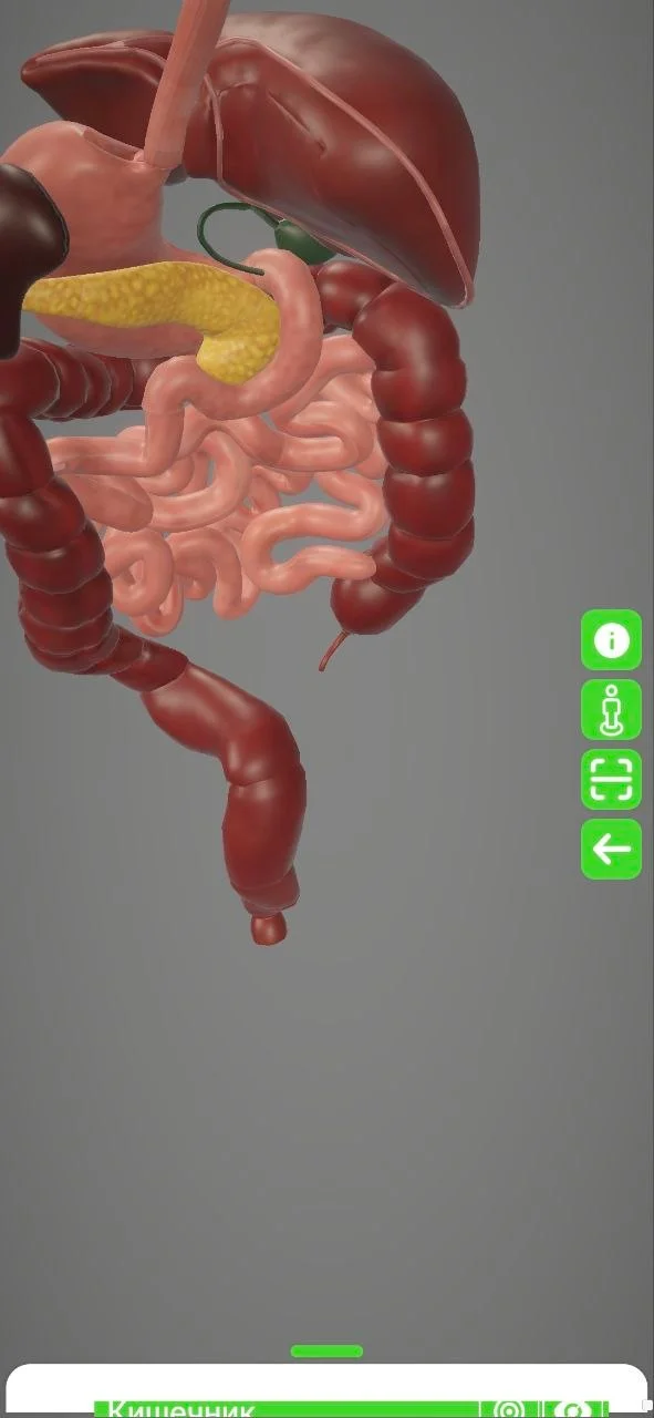 Why You Have an Extra Organ in Your Belly That Everyone Thinks Is Useless (And Why It's Not) - Appendix, Appendicitis, Anatomy, The medicine, Health, The science, Biology, Evolution, Immunity, Facts, Nauchpop, Informative, Longpost