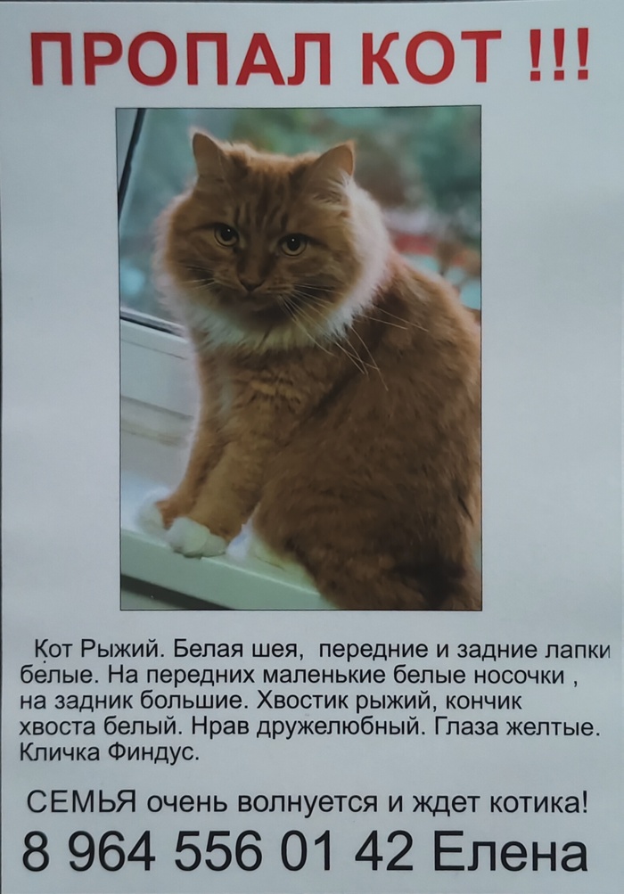 Потерялся кот